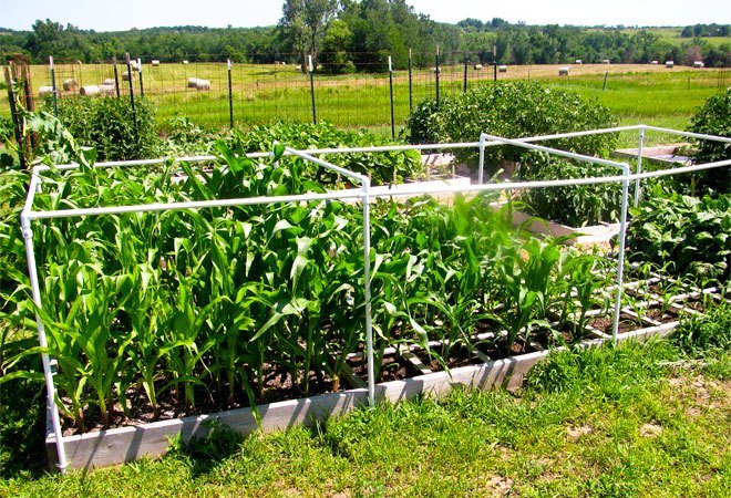 Square Foot Gardens: Where Efficiency Meets Beauty - Epic Gardening