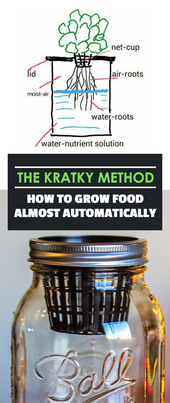 The Kratky Method How To Grow Food Almost Automatically