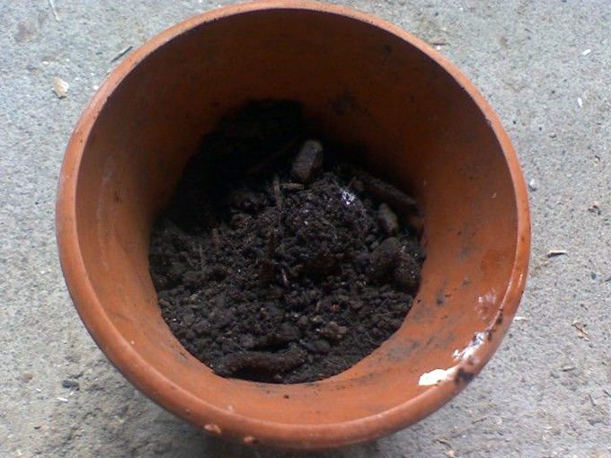 How to Make Seed Bombs For Free