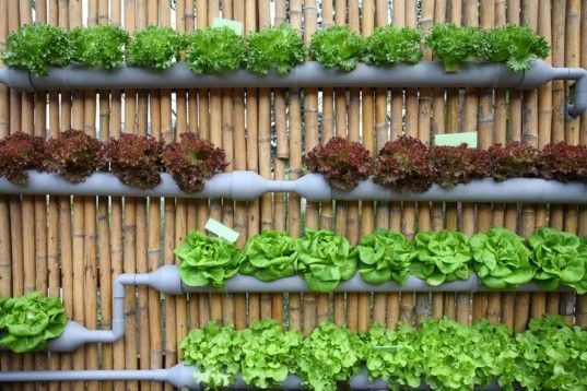 Backyard Vegetable Garden Ideas Pictures beautiful vegetable gardens ideas contemporary - home decorating Backyard Vegetable Garden Ideas Pictures beautiful vegetable gardens ideas contemporary - home decorating