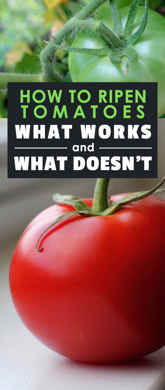 How to Ripen Tomatoes What Works and What Doesn't