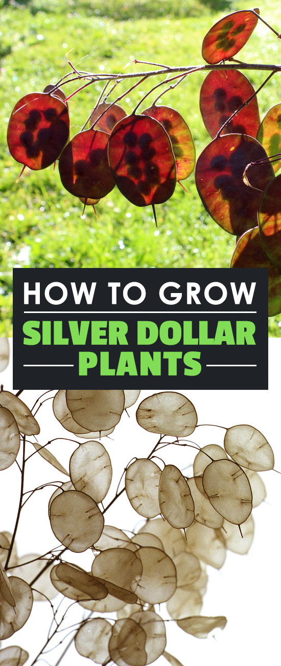 Silver Dollar Plant (Lunaria Annua) Growing Guide