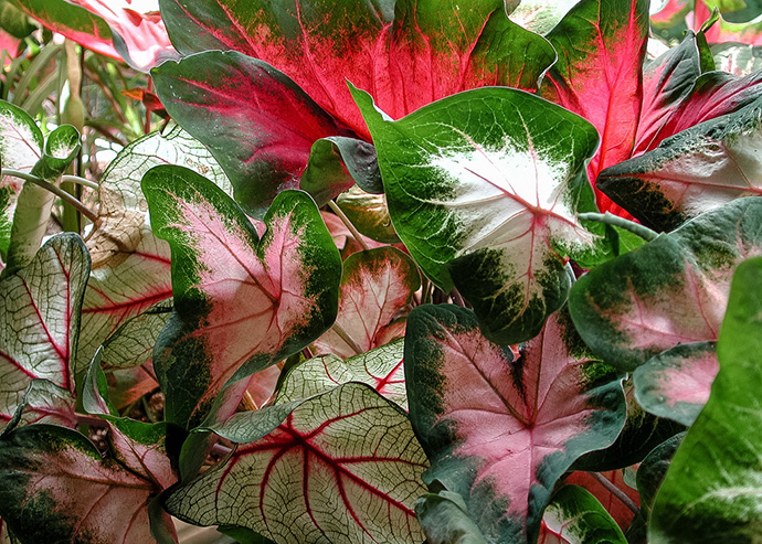 elephant ear plant care types and tips elephant ear plant care types and tips