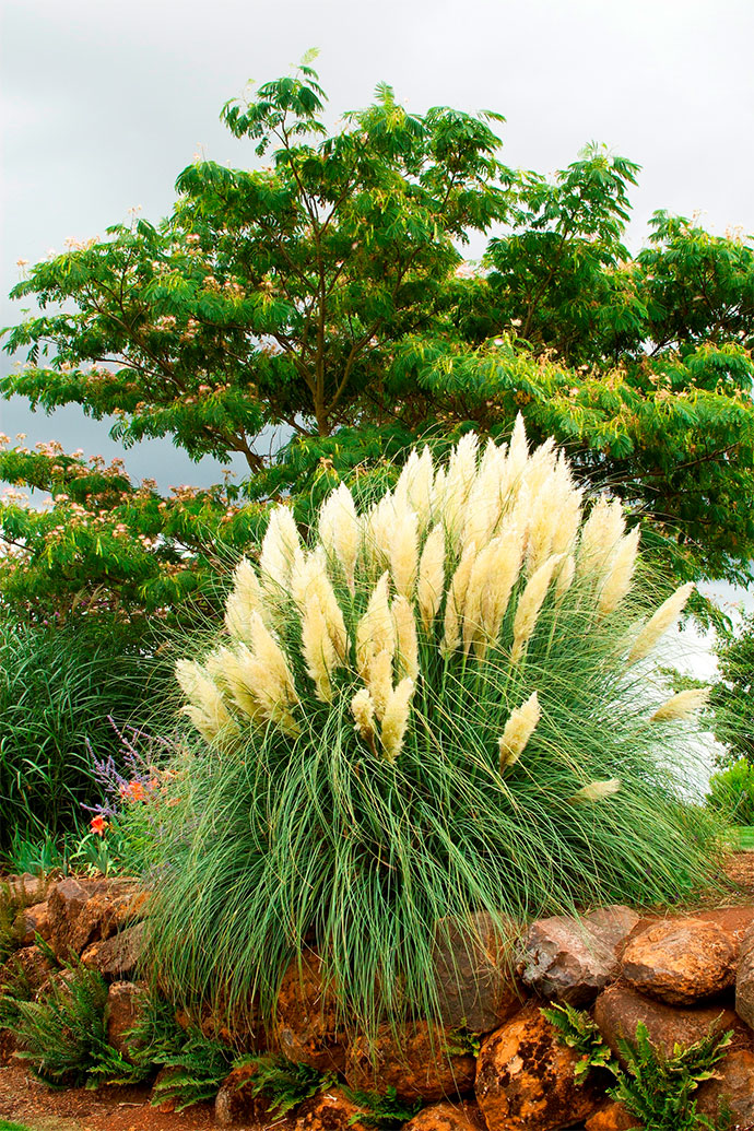 29+ Ornamental Grasses and How To Grow Them