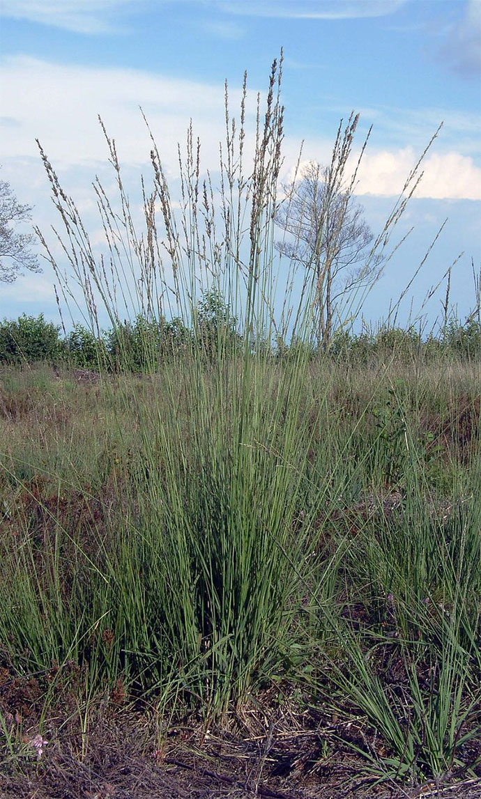 29 ornamental grasses and how to grow them 29 ornamental grasses and how to grow them