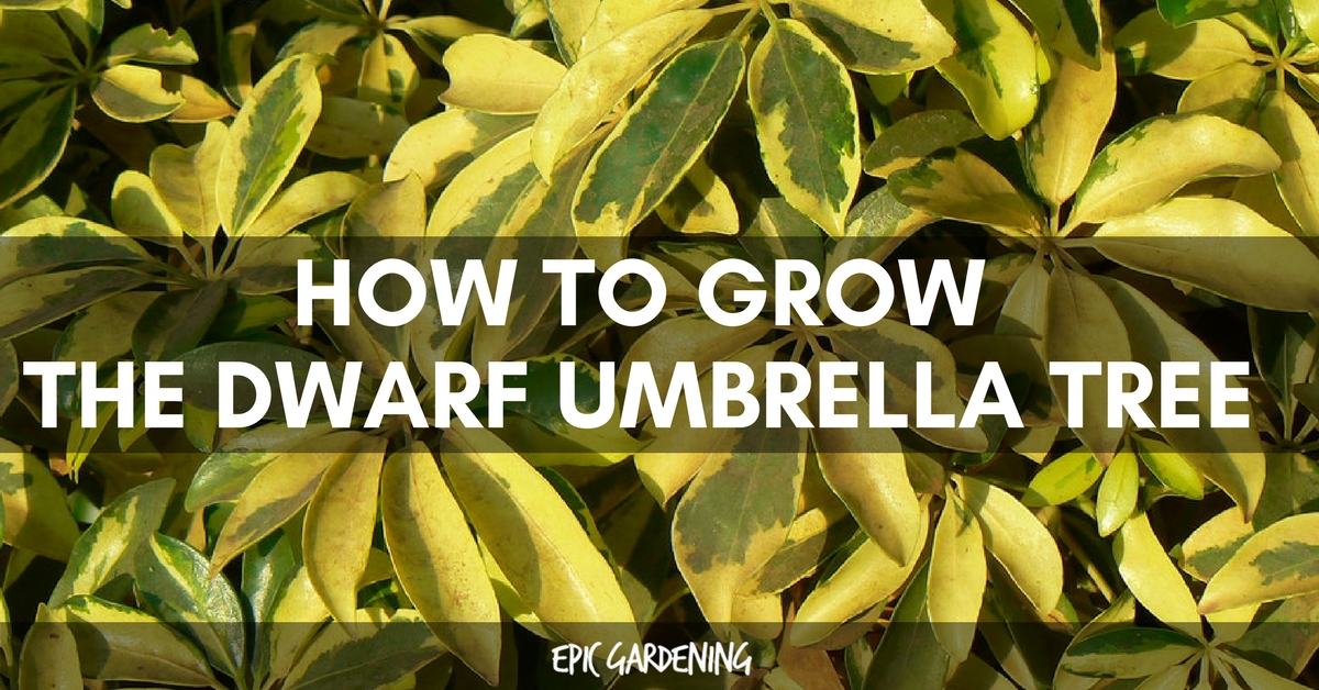 Dwarf Umbrella Tree Care Growing Schefflera Arboricola