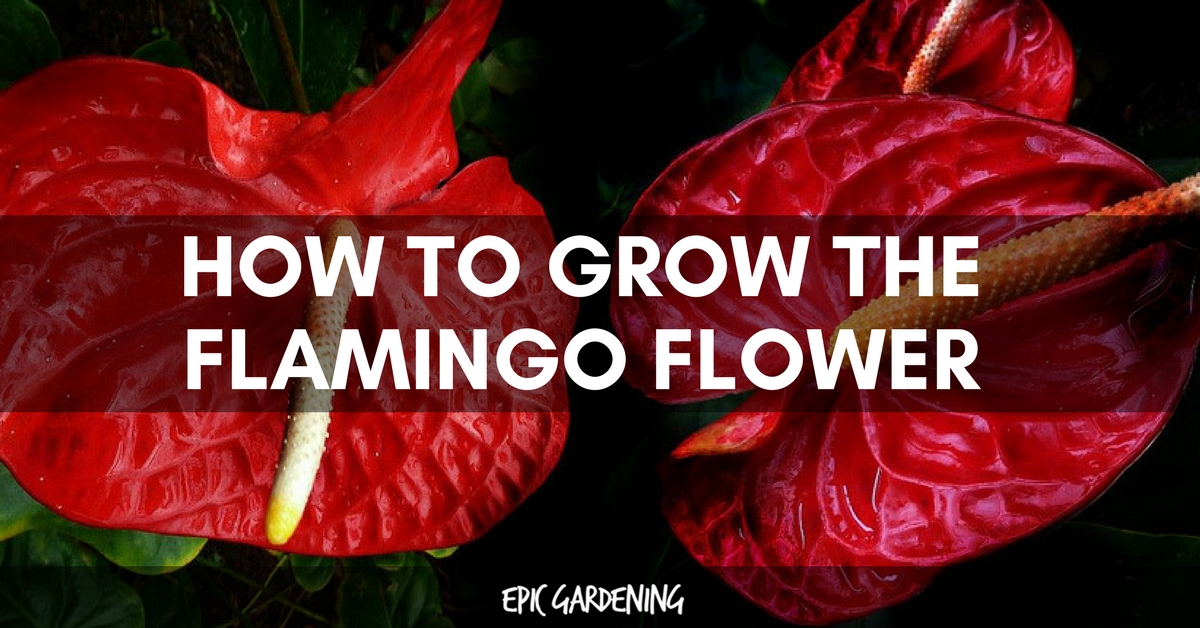 Flamingo Flower (Anthurium Scherzeranum) Care