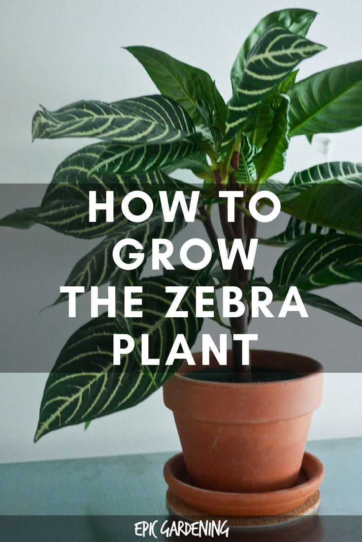 Zebra Plant Care - Growing Aphelandra Squarrosa