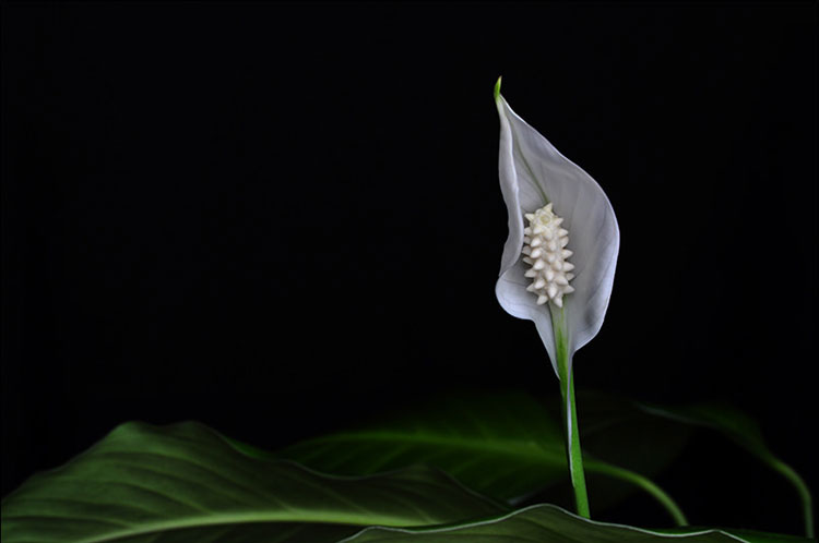 How to Care For a Peace Lily