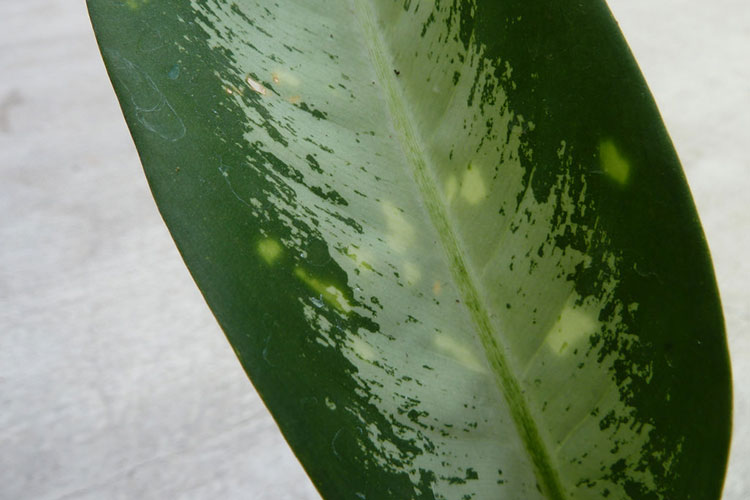 Dieffenbachia Plant Care How To Grow Dumb Cane