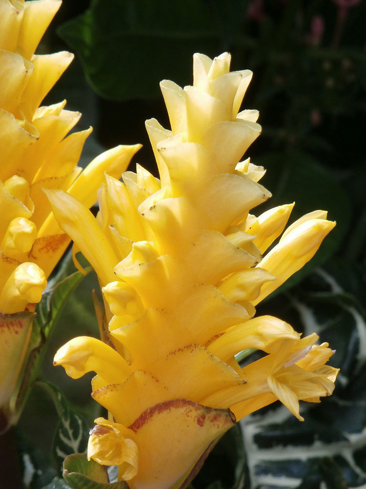 Zebra Plant Care Growing Aphelandra Squarrosa