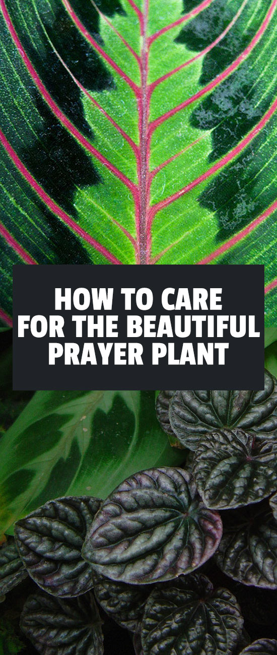 Prayer Plant Care Growing The Maranta Plant