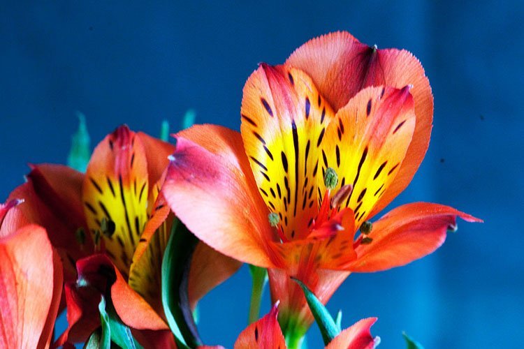 Alstroemeria Care Growing The Peruvian Lily