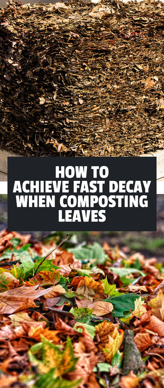 Composting Leaves How to Achieve Fast Leaf Decay