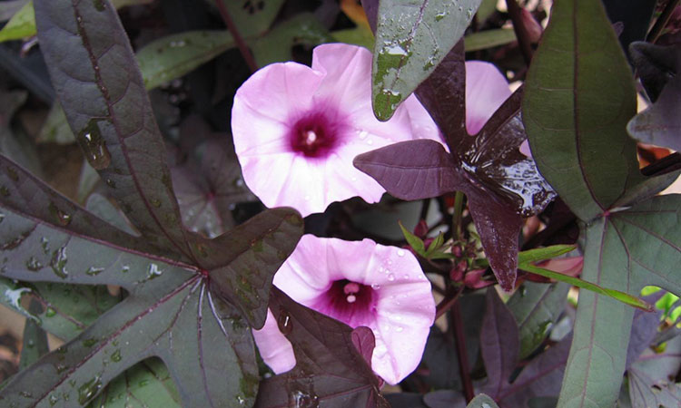 Sweet Potato Vine Grow and Care for Ipomoea Batatas