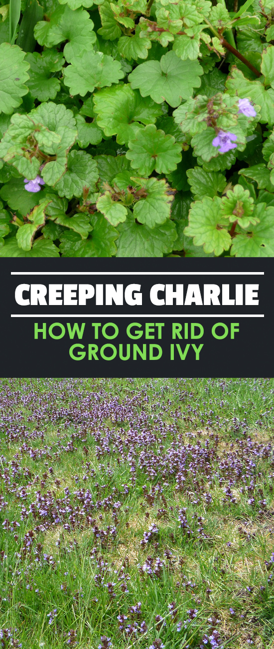 Creeping Charlie How to Get Rid of Ground Ivy