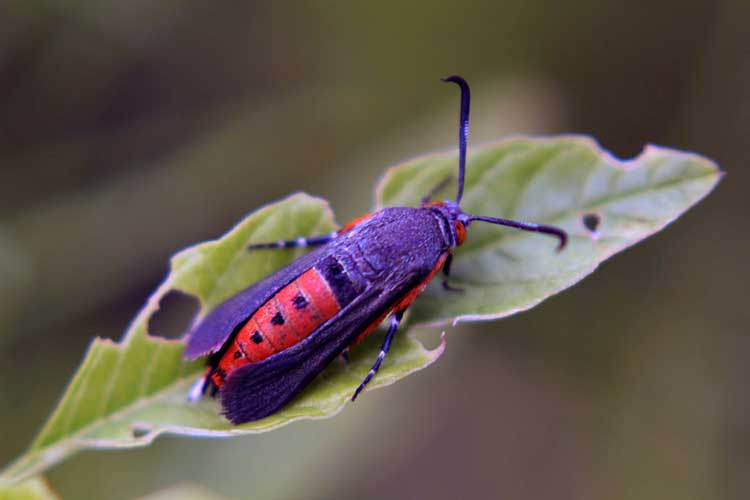 Killing Squash Bugs How To Identify and Control Anasa Tristis
